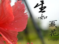张彭：语焉不详